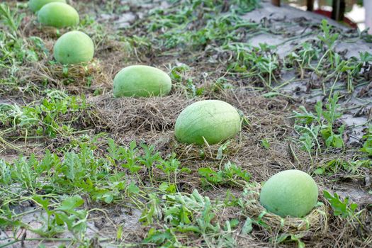 Green watermelon growing in the garden.