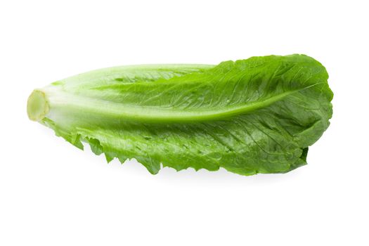 Cos Lettuce Isolated on a White Background.