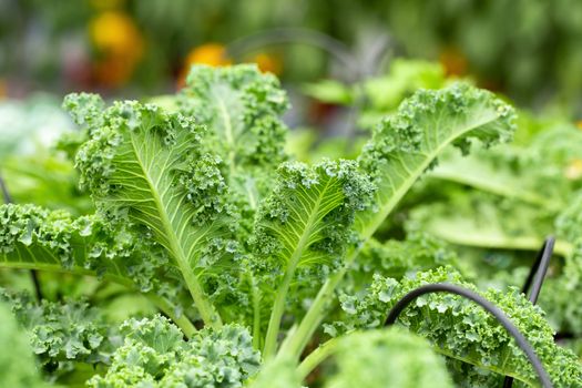 Fresh green leaves of Kale. Green vegetable leaves plant.