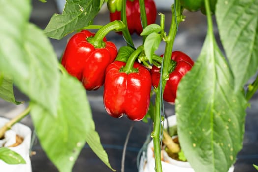 red bell peppers hanging on tree in farm.