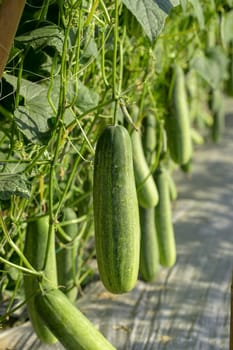 Green cucumber growing in field vegetable garden.