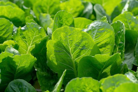 Fresh hydroponics vegetable farm, Salads vegetable in the agricultural hydroponics farm