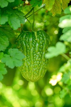 Bitter melon, Bitter gourd or Bitter squash hanging plants in a farm.