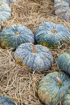 Pumpkin grows in the garden on the straw floor.