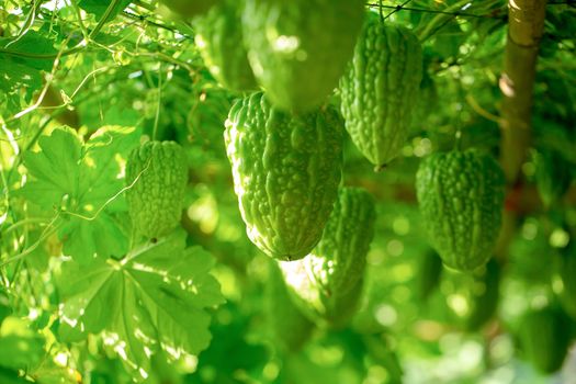 Bitter melon, Bitter gourd or Bitter squash hanging plants in a farm.