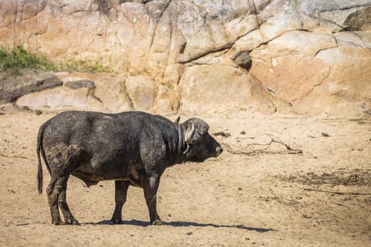 African buffalo on sandy riverside in Kruger National park, South Africa ; Specie Syncerus caffer family of Bovidae