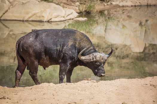 African buffalo ruminating on river bank in Kruger National park, South Africa ; Specie Syncerus caffer family of Bovidae