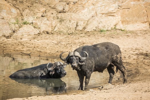 Two African buffalo bull in waterhole in Kruger National park, South Africa ; Specie Syncerus caffer family of Bovidae