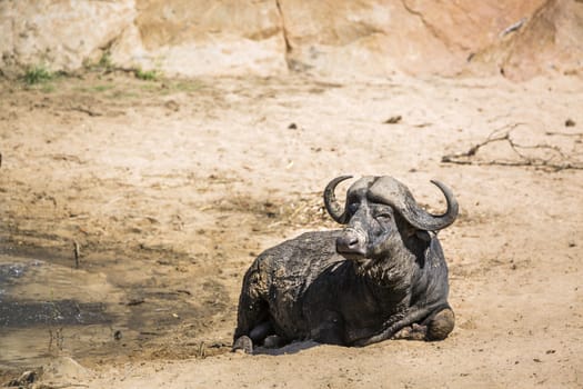 African buffalo lying down in sandy riverbank in Kruger National park, South Africa ; Specie Syncerus caffer family of Bovidae