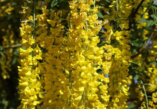 Yellow blossom of a golden shower tree (cassia fistula) on a sunny summer day