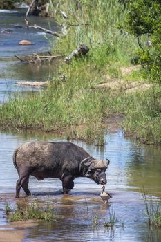 African buffalo bull crossing a river in Kruger National park, South Africa ; Specie Syncerus caffer family of Bovidae