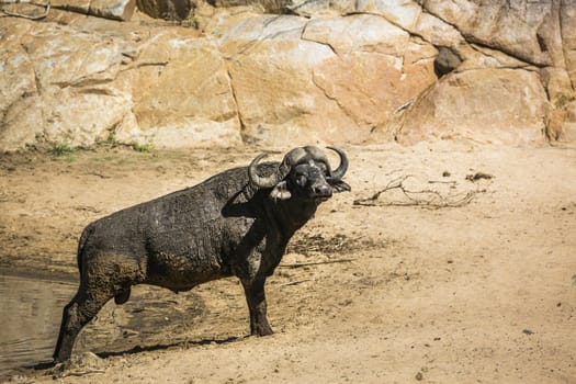 African buffalo on sandy riverside in Kruger National park, South Africa ; Specie Syncerus caffer family of Bovidae