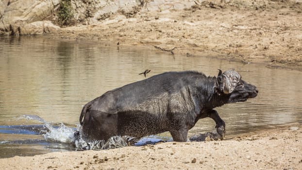 African buffalo running out of waterhole in Kruger National park, South Africa ; Specie Syncerus caffer family of Bovidae