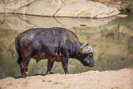 African buffalo ruminating on river bank in Kruger National park, South Africa ; Specie Syncerus caffer family of Bovidae