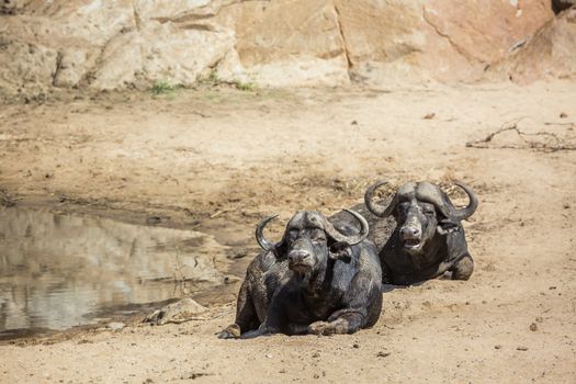 Two African buffalo bull lying down in Kruger National park, South Africa ; Specie Syncerus caffer family of Bovidae