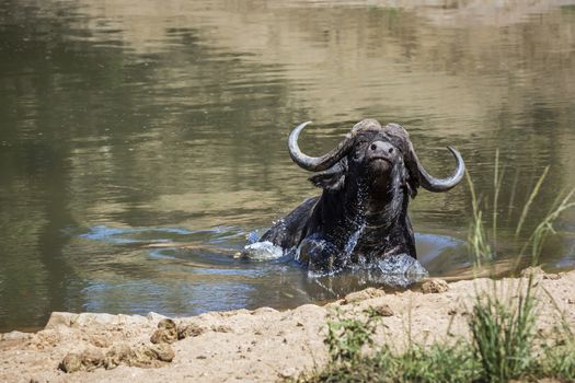 African buffalo attacked by crocodile in Kruger National park, South Africa ; Specie Syncerus caffer family of Bovidae