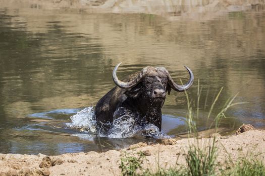 African buffalo attacked by crocodile in Kruger National park, South Africa ; Specie Syncerus caffer family of Bovidae