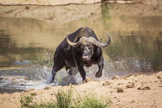 African buffalo attacked by crocodile in Kruger National park, South Africa ; Specie Syncerus caffer family of Bovidae