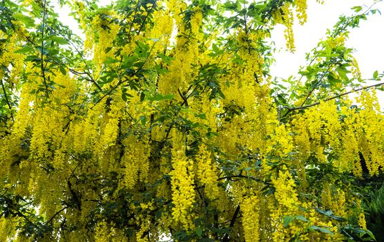 Yellow blossom of a golden shower tree (cassia fistula) on a sunny summer day