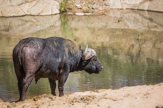 African buffalo ruminating on river bank in Kruger National park, South Africa ; Specie Syncerus caffer family of Bovidae