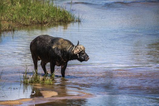 African buffalo standing in middle of river in Kruger National park, South Africa ; Specie Syncerus caffer family of Bovidae