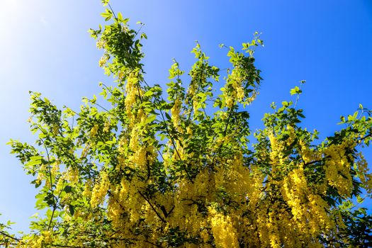 Yellow blossom of a golden shower tree (cassia fistula) on a sunny summer day