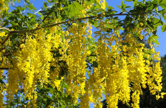 Yellow blossom of a golden shower tree (cassia fistula) on a sunny summer day