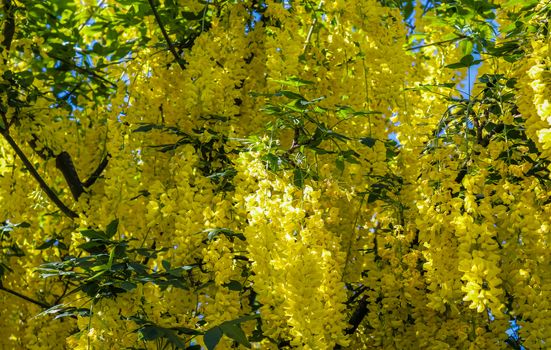 Yellow blossom of a golden shower tree (cassia fistula) on a sunny summer day