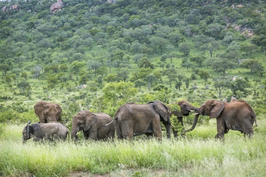 Small group of African bush elephant in green savannah in Kruger National park, South Africa ; Specie Loxodonta africana family of Elephantidae