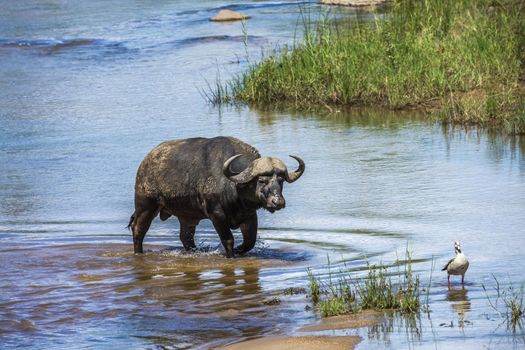 African buffalo bull crossing a river in Kruger National park, South Africa ; Specie Syncerus caffer family of Bovidae