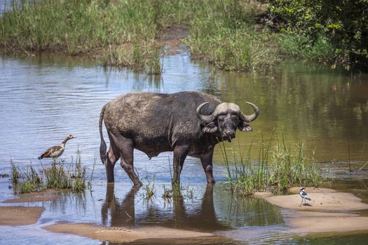 African buffalo bull crossing a river in Kruger National park, South Africa ; Specie Syncerus caffer family of Bovidae