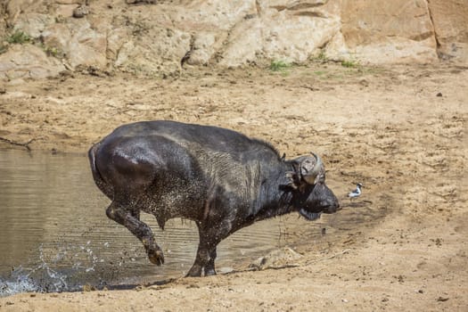 African buffalo running out of waterhole in Kruger National park, South Africa ; Specie Syncerus caffer family of Bovidae