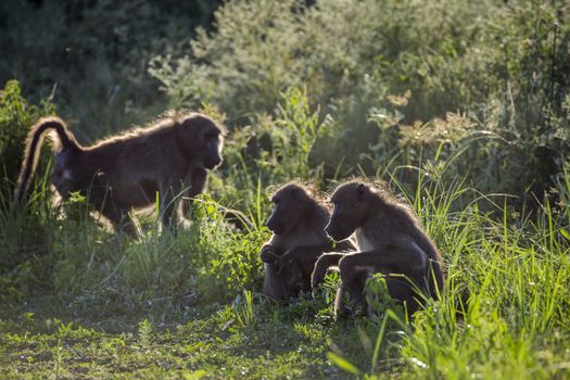 Three Chacma baboon in grass in backlit in Kruger National park, South Africa ; Specie Papio ursinus family of Cercopithecidae