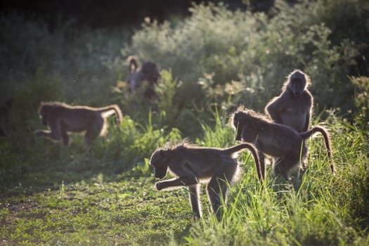 Chacma baboon small group eating in grass backlit in Kruger National park, South Africa ; Specie Papio ursinus family of Cercopithecidae