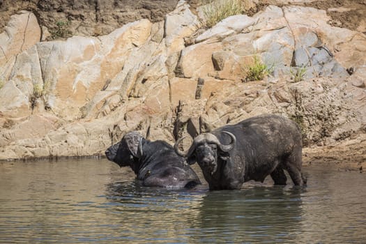 Two African buffalos bulls bathing in waterhole in Kruger National park, South Africa ; Specie Syncerus caffer family of Bovidae