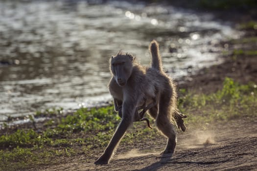 Chacma baboon female running with baby in Kruger National park, South Africa ; Specie Papio ursinus family of Cercopithecidae