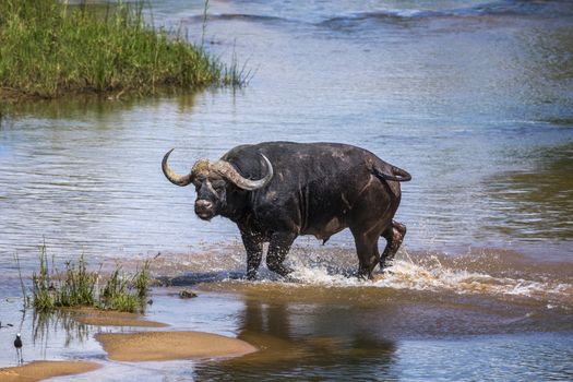 African buffalo running in river in Kruger National park, South Africa ; Specie Syncerus caffer family of Bovidae