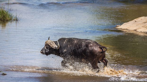 African buffalo running in river in Kruger National park, South Africa ; Specie Syncerus caffer family of Bovidae