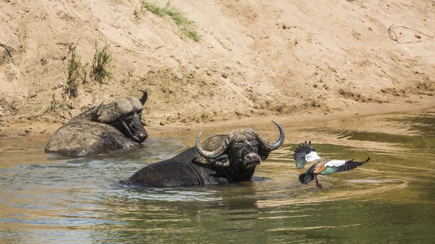Two African buffalo bathing and a goose flying in Kruger National park, South Africa ; Specie Syncerus caffer family of Bovidae