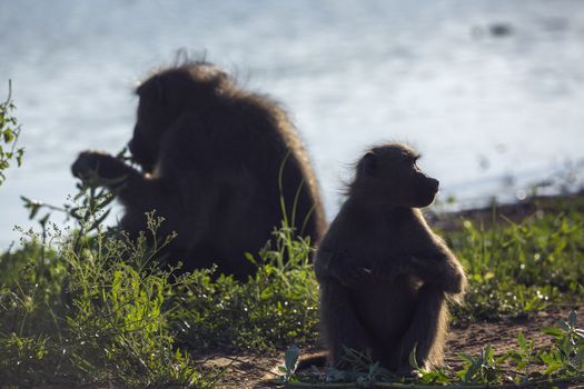 Two Chacma baboon in backlit on lakeside in Kruger National park, South Africa ; Specie Papio ursinus family of Cercopithecidae