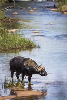 African buffalo standing in middle of river in Kruger National park, South Africa ; Specie Syncerus caffer family of Bovidae