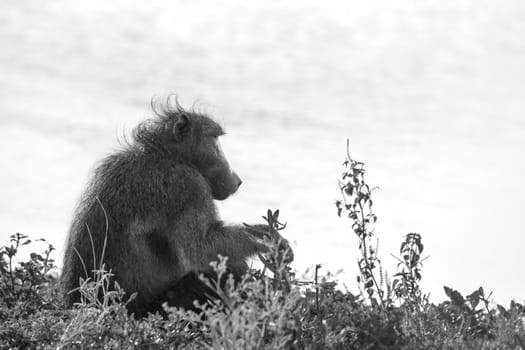 Chacma baboon male sitting on lakeside in blakc and white in Kruger National park, South Africa ; Specie Papio ursinus family of Cercopithecidae