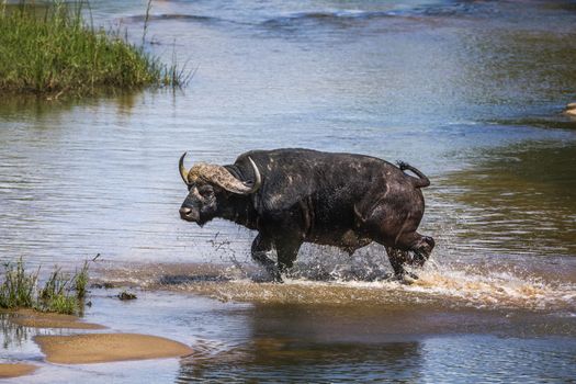 African buffalo running in river in Kruger National park, South Africa ; Specie Syncerus caffer family of Bovidae