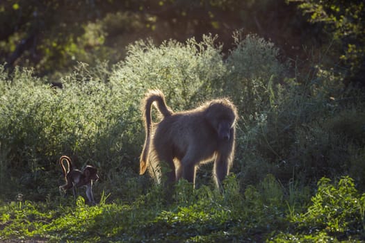 Chacma baboon mother with a cute baby walking on lakeside in Kruger National park, South Africa ; Specie Papio ursinus family of Cercopithecidae