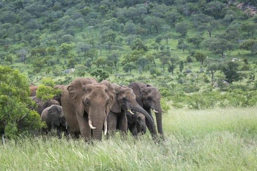 Small group of African bush elephant in green savannah in Kruger National park, South Africa ; Specie Loxodonta africana family of Elephantidae