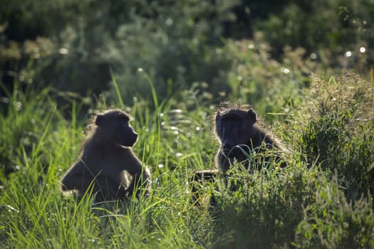 Two Chacma baboon in grass in backlit in Kruger National park, South Africa ; Specie Papio ursinus family of Cercopithecidae