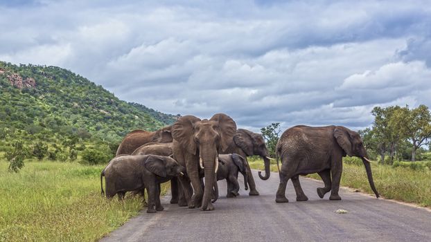 Small herd of African bush elephant crossing road in Kruger National park, South Africa ; Specie Loxodonta africana family of Elephantidae