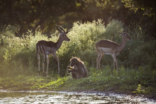 Chacma baboon and impalas in lakeside in Kruger National park, South Africa ; Specie Papio ursinus family of Cercopithecidae