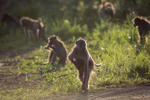 Chacma baboon female running with baby in Kruger National park, South Africa ; Specie Papio ursinus family of Cercopithecidae