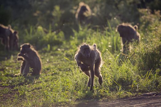 Chacma baboon female running with baby in Kruger National park, South Africa ; Specie Papio ursinus family of Cercopithecidae